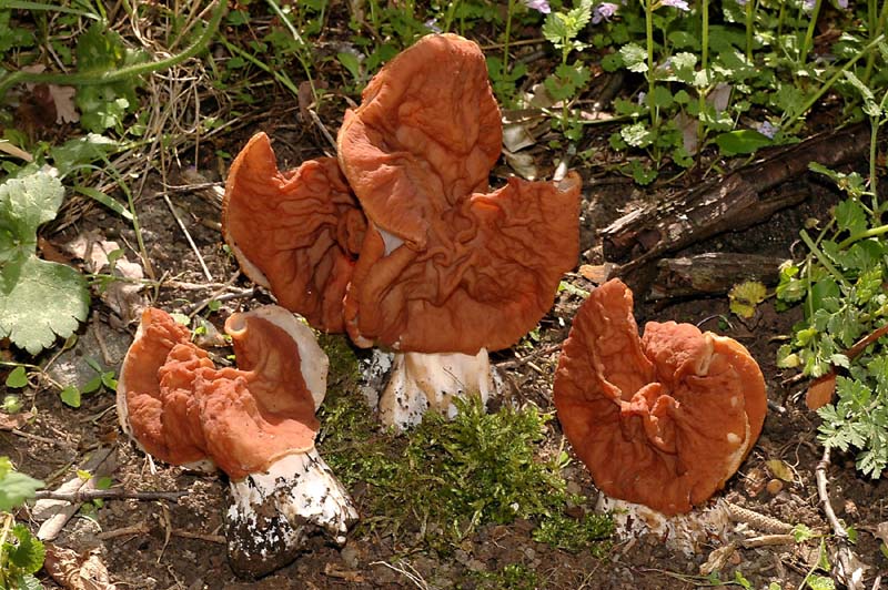 Quiz  facile... o difficile?